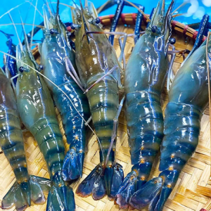 Tôm Càng Xanh